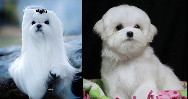 akc maltese for sale